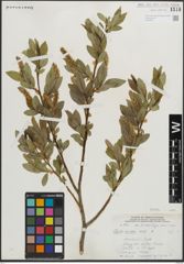Foto von Salix lucida Muhl.
